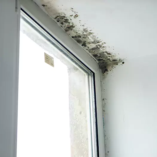 Experienced Mold Mitigation Specialists in Elgin, IL