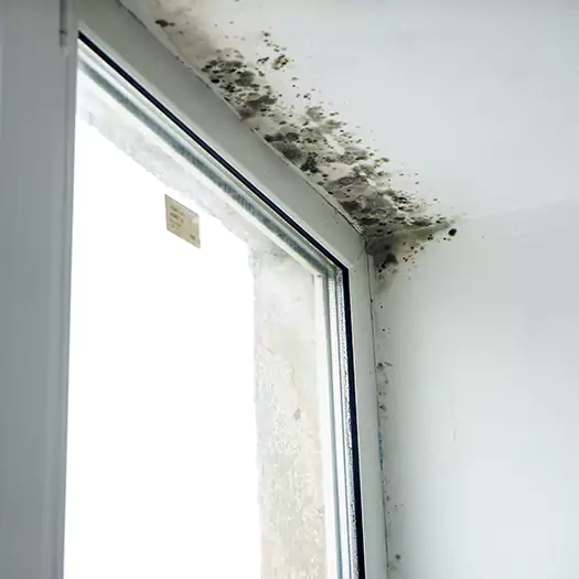 Trusted Mold on Bathroom Ceiling Experts in Elgin, IL