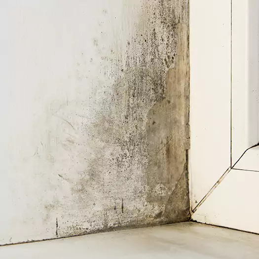 Skilled Mold on Drywall Experts in Elgin, IL