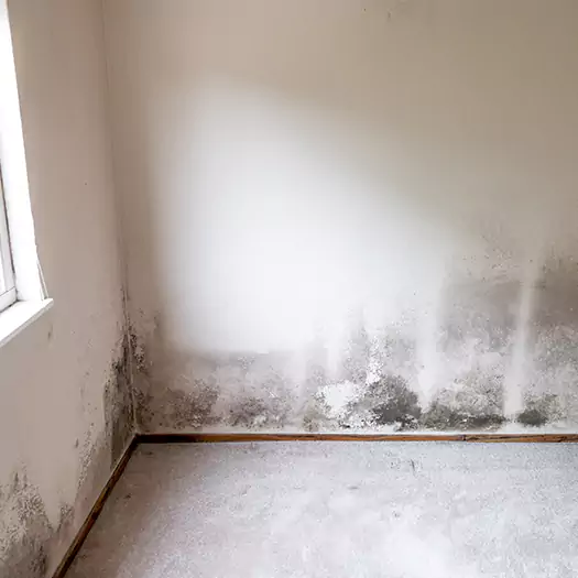 Trusted Mold on the Wall Experts in Elgin, IL