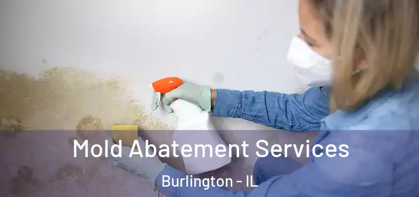  Mold Abatement Services Burlington - IL