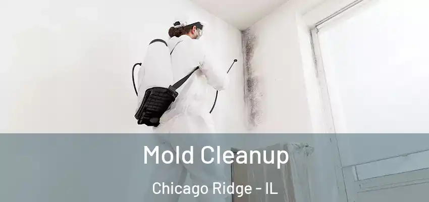  Mold Cleanup Chicago Ridge - IL