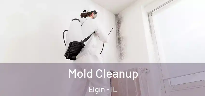Mold Cleanup Elgin - IL