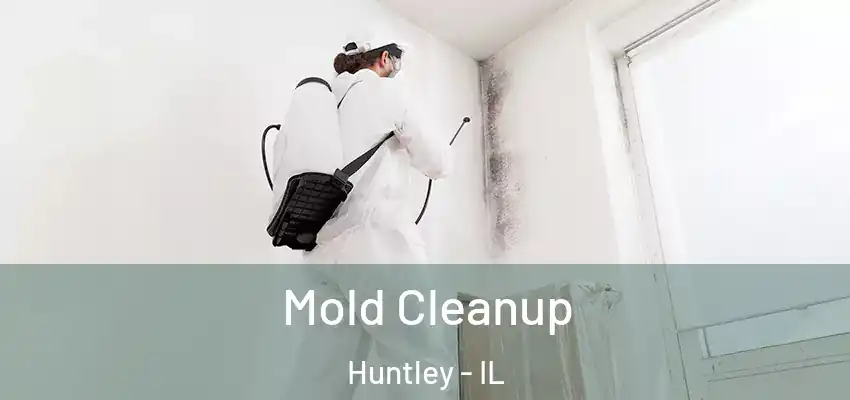  Mold Cleanup Huntley - IL