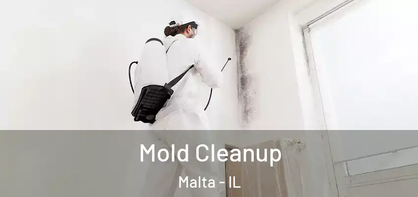  Mold Cleanup Malta - IL