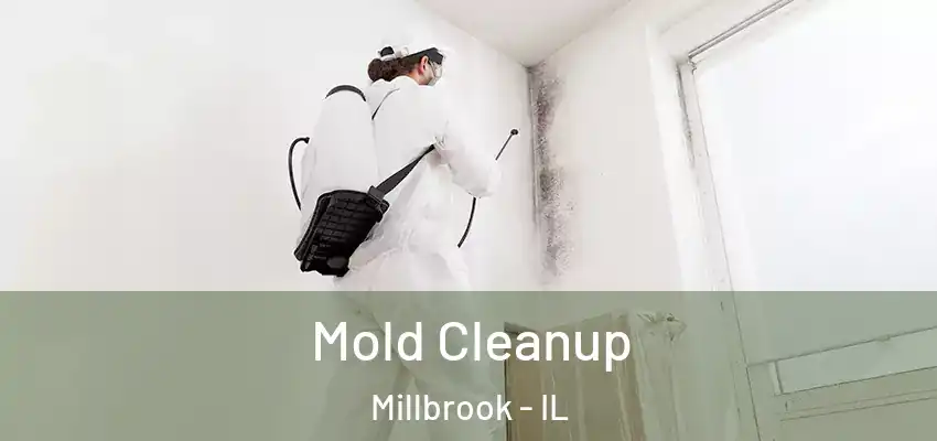 Mold Cleanup Millbrook - IL