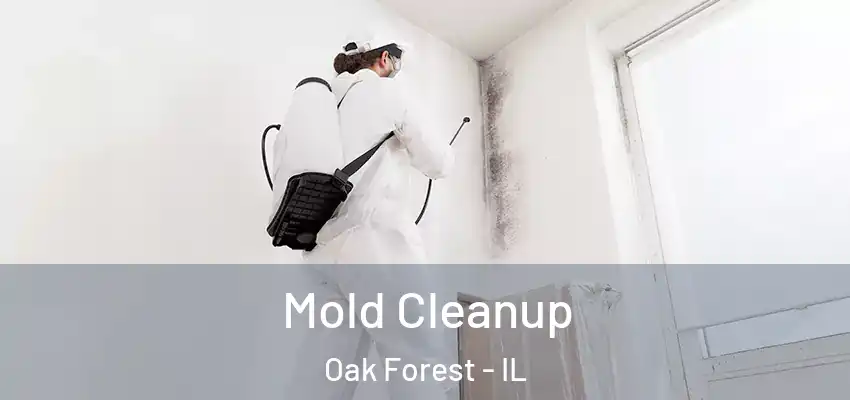  Mold Cleanup Oak Forest - IL