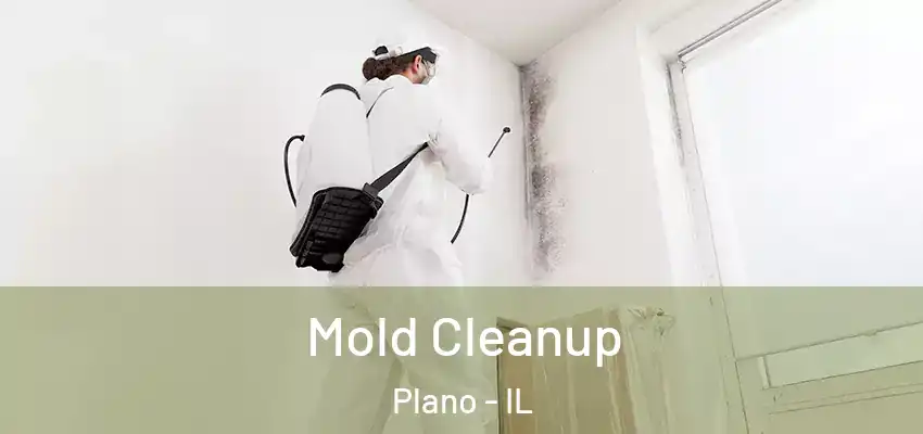  Mold Cleanup Plano - IL