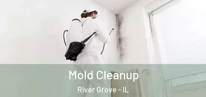  Mold Cleanup River Grove - IL