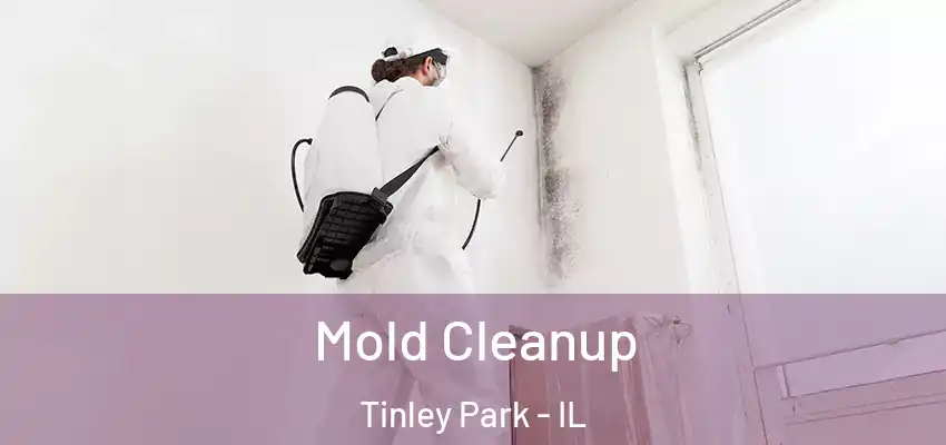  Mold Cleanup Tinley Park - IL
