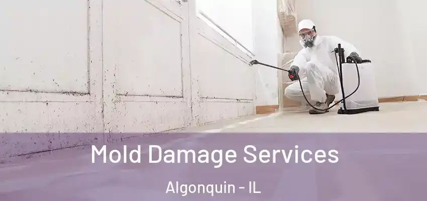  Mold Damage Services Algonquin - IL
