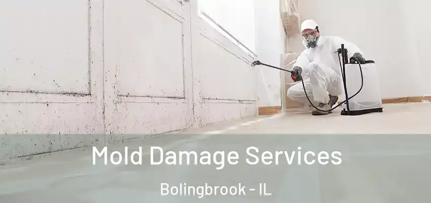  Mold Damage Services Bolingbrook - IL