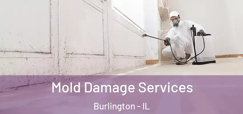  Mold Damage Services Burlington - IL