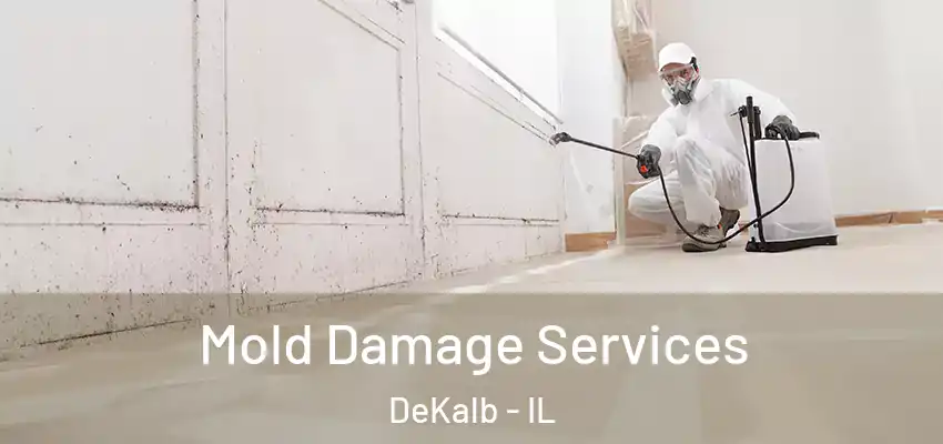  Mold Damage Services DeKalb - IL