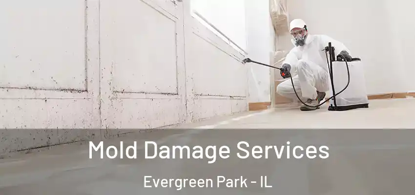  Mold Damage Services Evergreen Park - IL