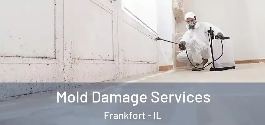  Mold Damage Services Frankfort - IL