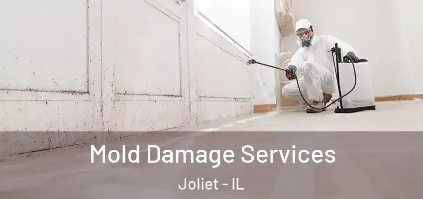  Mold Damage Services Joliet - IL