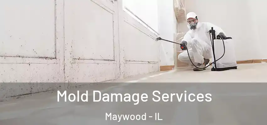  Mold Damage Services Maywood - IL
