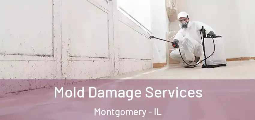  Mold Damage Services Montgomery - IL