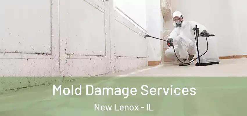 Mold Damage Services New Lenox - IL