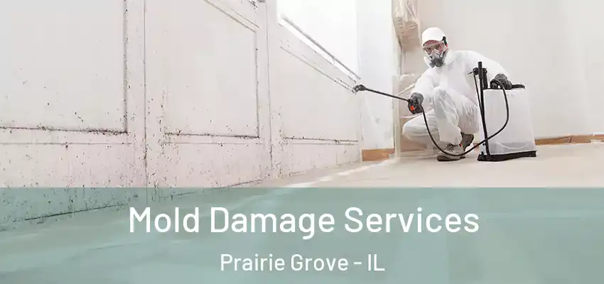  Mold Damage Services Prairie Grove - IL