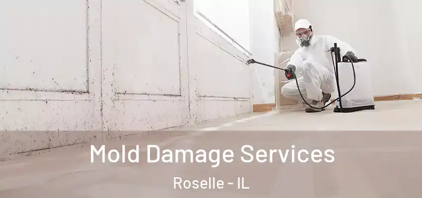 Mold Damage Services Roselle - IL