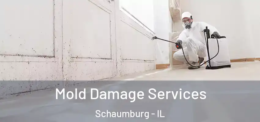  Mold Damage Services Schaumburg - IL
