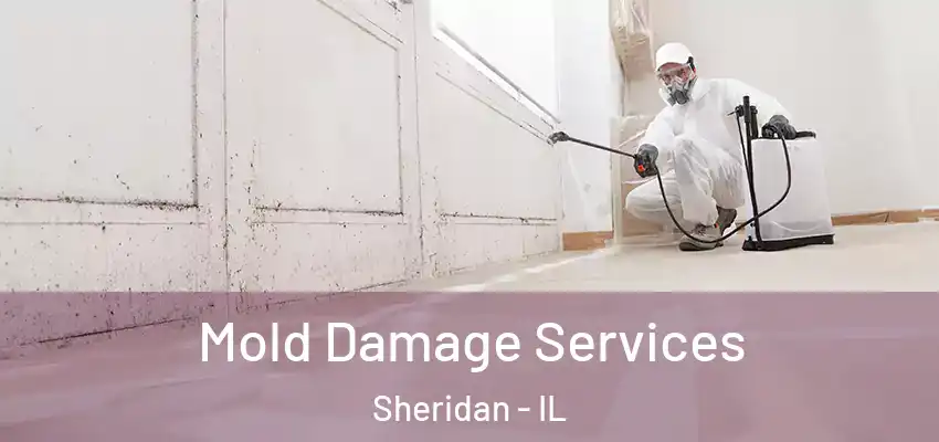  Mold Damage Services Sheridan - IL