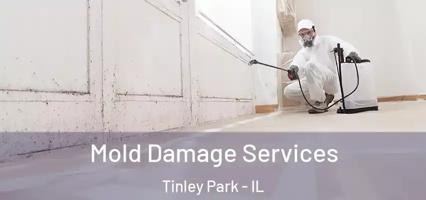  Mold Damage Services Tinley Park - IL