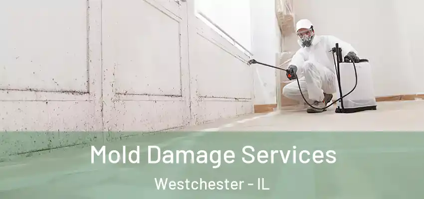  Mold Damage Services Westchester - IL
