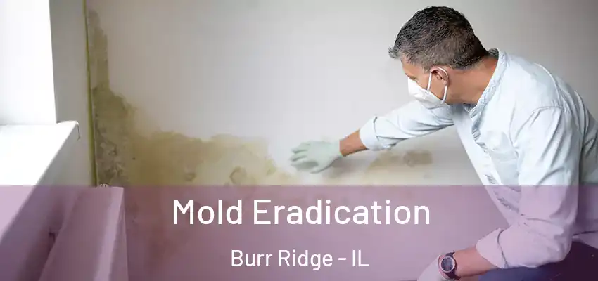  Mold Eradication Burr Ridge - IL