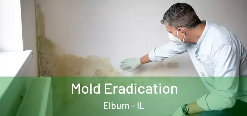  Mold Eradication Elburn - IL