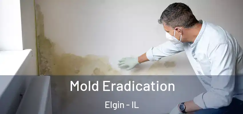  Mold Eradication Elgin - IL