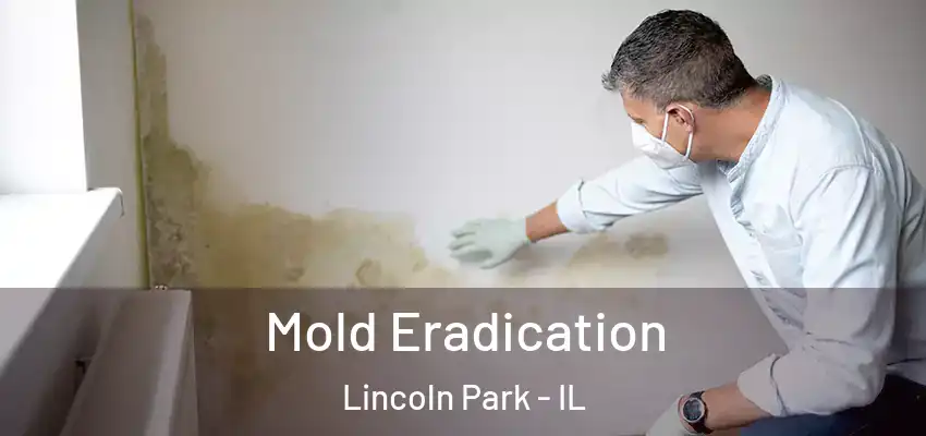  Mold Eradication Lincoln Park - IL