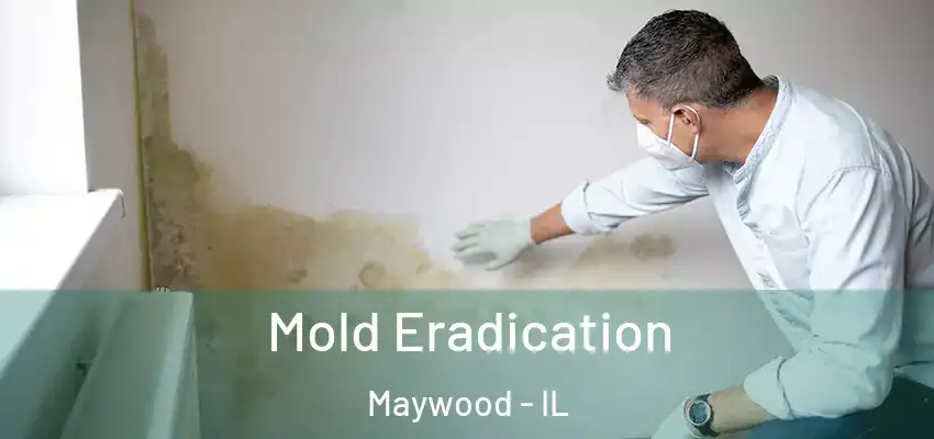  Mold Eradication Maywood - IL
