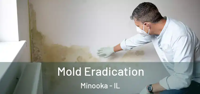  Mold Eradication Minooka - IL