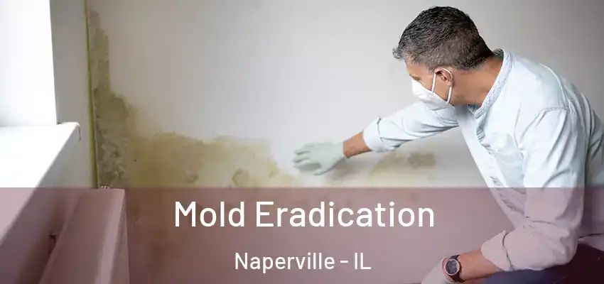  Mold Eradication Naperville - IL