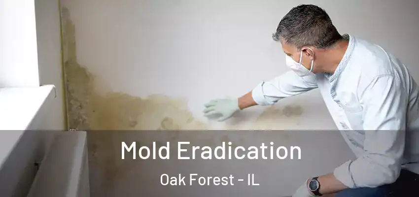  Mold Eradication Oak Forest - IL
