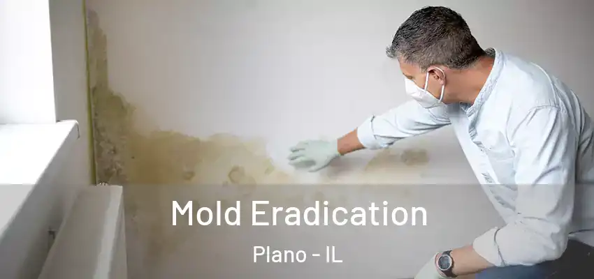  Mold Eradication Plano - IL