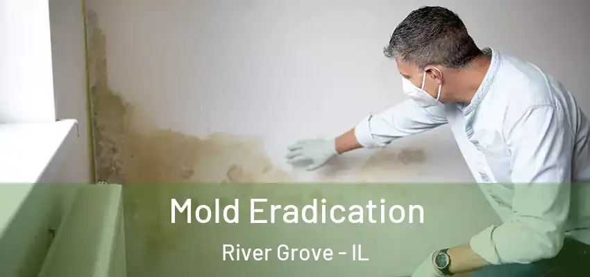  Mold Eradication River Grove - IL