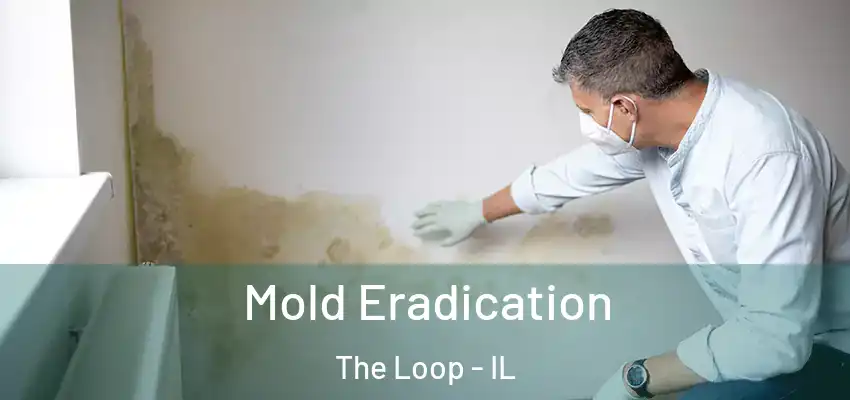  Mold Eradication The Loop - IL