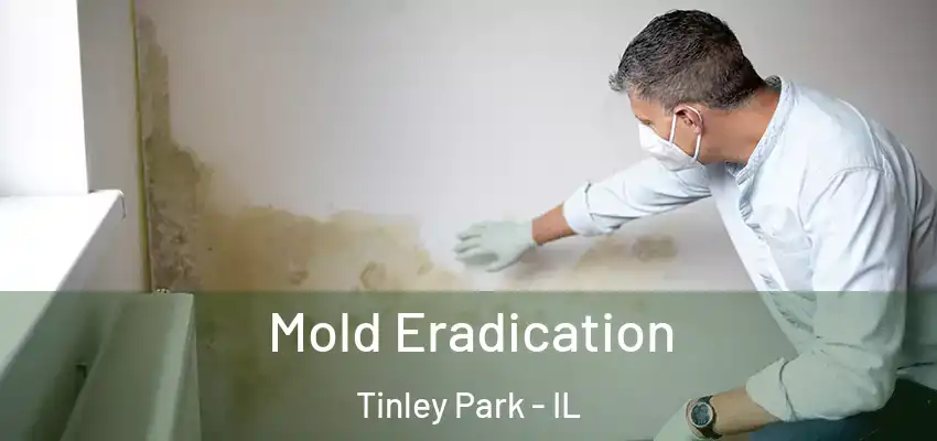  Mold Eradication Tinley Park - IL