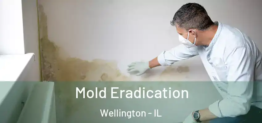  Mold Eradication Wellington - IL