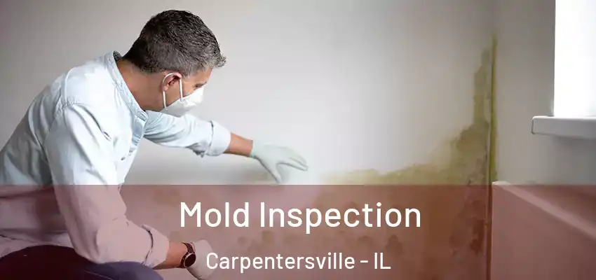  Mold Inspection Carpentersville - IL