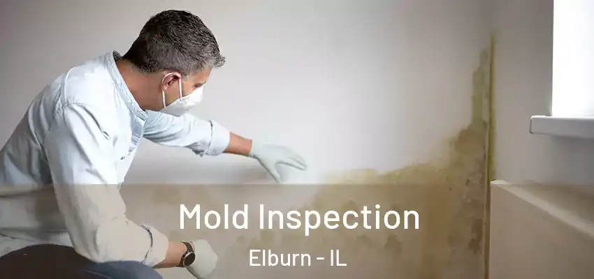  Mold Inspection Elburn - IL