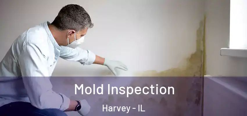  Mold Inspection Harvey - IL