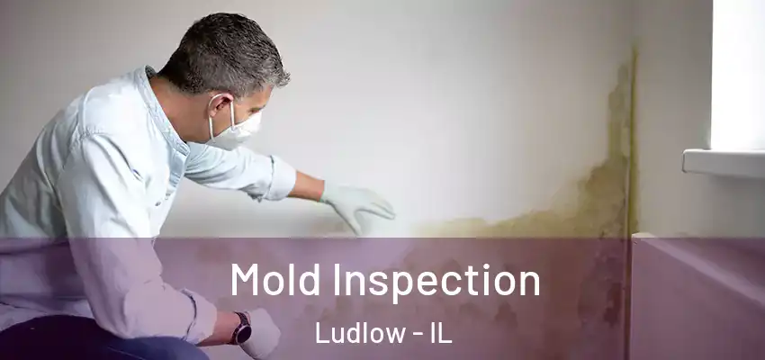  Mold Inspection Ludlow - IL