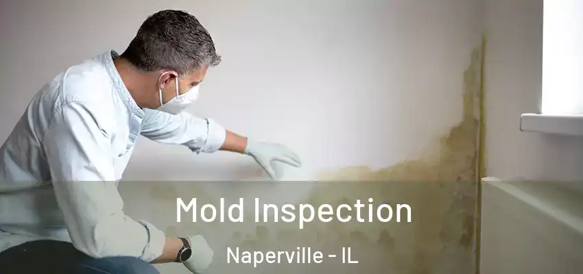  Mold Inspection Naperville - IL