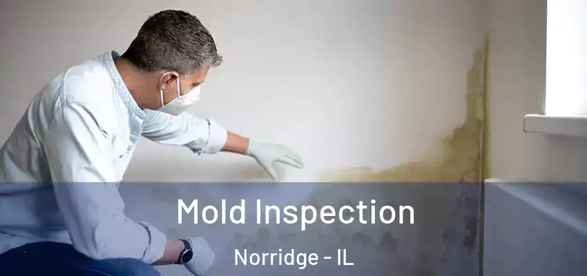  Mold Inspection Norridge - IL