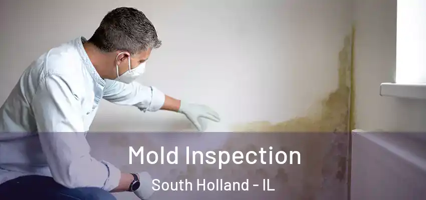  Mold Inspection South Holland - IL